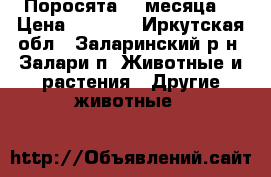 Поросята( 4 месяца) › Цена ­ 5 500 - Иркутская обл., Заларинский р-н, Залари п. Животные и растения » Другие животные   